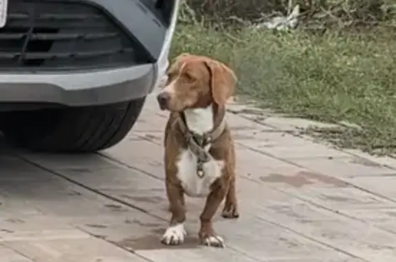 Собака найдена: Западная ул., Краснослободск