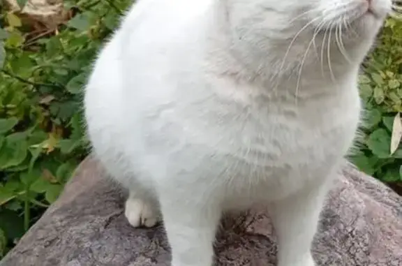 Кошки потеряшки, Каринское, фото: Потеряшка кошка без хвоста, Струнино, Полевой 5