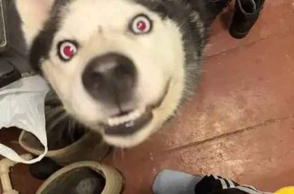 Пропала хаски, Войлочная заимка 23, Томск