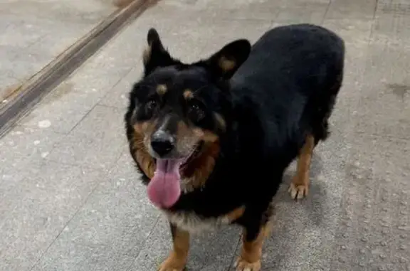 Найденные животные Москва, фото: Собака найдена: Семёновская наб., Москва
