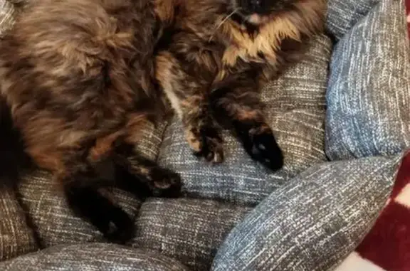 Пропала кошка, Уральская 9/1, Магнитогорск