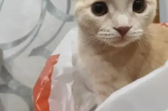 Пропал котёнок, Елецкая ул. 12, Тамбов