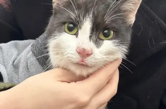 Найдена кошка, Саратов, фото: Кошка найдена: ул. Радищева, 39, Саратов