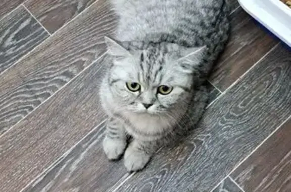 Кошка найдена на ул. Гайдара, 14, Хабаровск