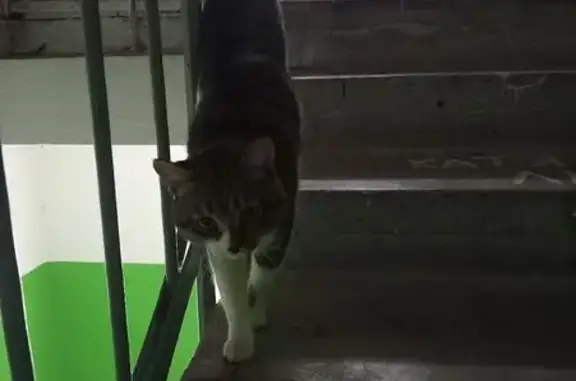 Найдена кошка, Йошкар-Ола, фото: Кошка найдена: ул. Дружбы, 85, Йошкар-Ола