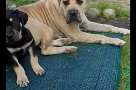 Пропала собака, Прусская ул., Вел. Новгород