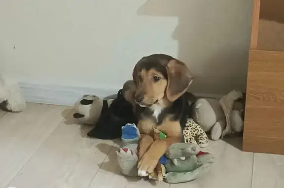 Пропала собака на Тракторостроителей, 17/25