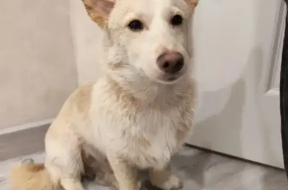 Найдена собака, Шушары, фото: Щенок найден у «Перекрестка», Полоцкая 10