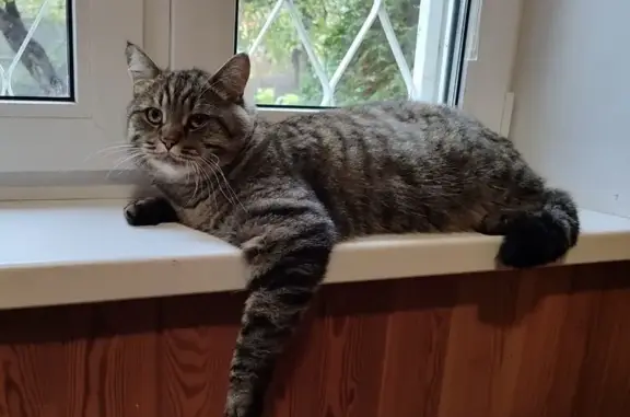 Кошки потеряшки, Москва, фото: Потеряшка серый кот, Синьково, Москва