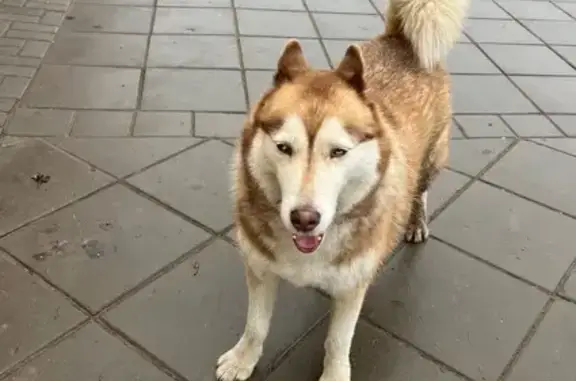 Собака найдена у Магнита, Университетский 92