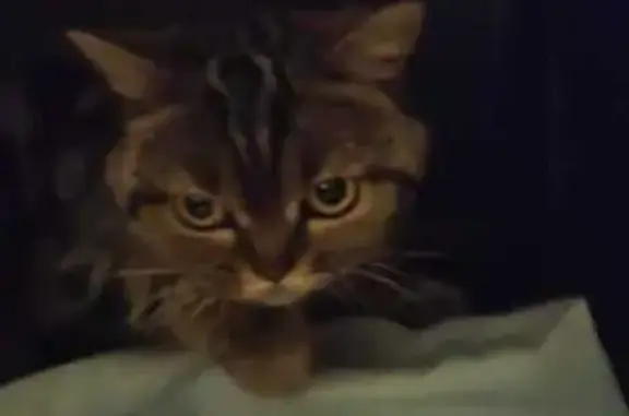 Кошка найдена на Пролетарской, Н. Новгород