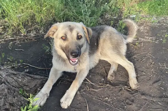 Пропала собака, Берёзовая ул., Малоенисейский