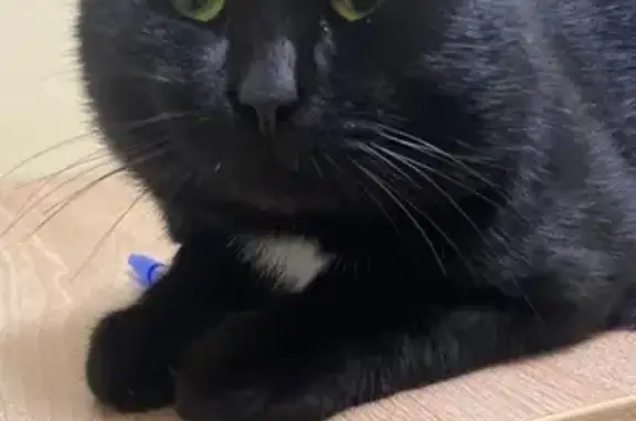 Найденные животные Петрозаводск, фото: Кот найден на Заводской улице, Петрозаводск