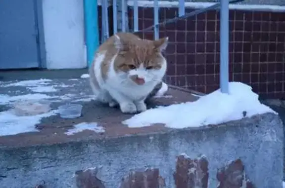 Найдена кошка, Чита, фото: Кошка найдена у подъезда Ленинградская, 96
