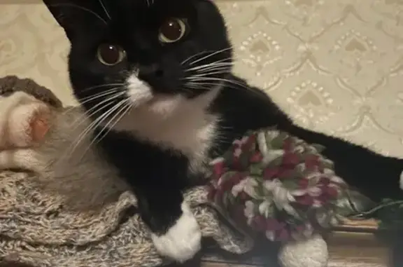 Кошки потеряшки, , фото: Потеряшка кошка на Садовой, 6, Валерьяново