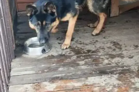 Найдена собака, Омск, фото: Найдена овчарка, ул. Яковлева 147, Омск