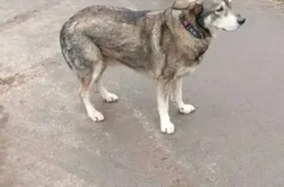 Найдена собака, Уфа, Гафури 70