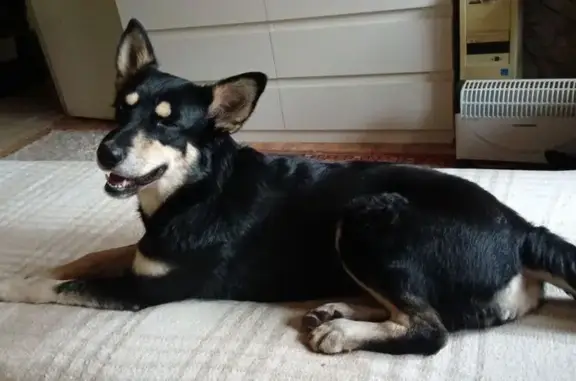 Найдена собака, Цибино, фото: Найдена собака, Кленовая ул., Цибино