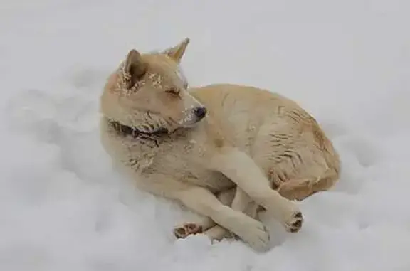 Пропала хаски, Октябрьская 84, Будённовск