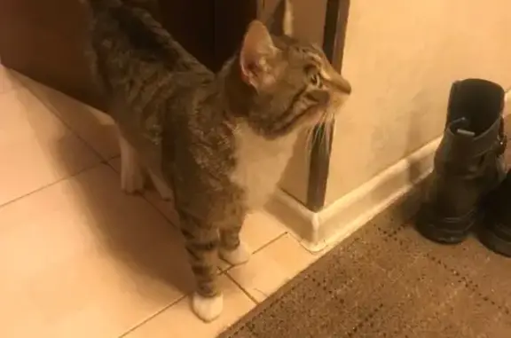 Найдена кошка, Санкт-Петербург, фото: Кошка найдена: пр. Просвещения, СПб