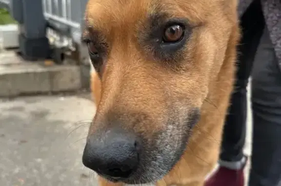 Найдена собака, Тула, фото: Рыжий пес ждет хозяев, ул. Болотникова, 12