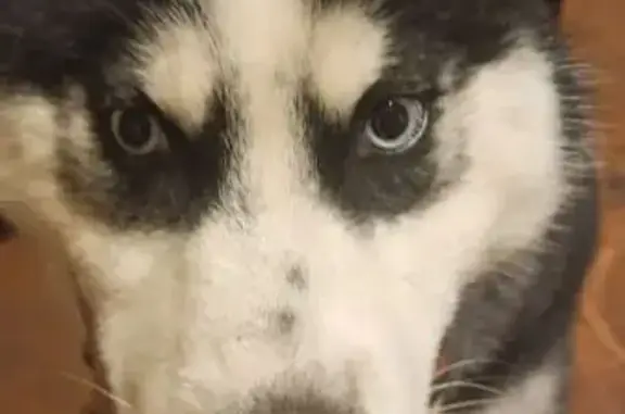 Найдена собака, Ялуторовск, фото: Собака найдена: ул. Свободы 60, Ялуторовск