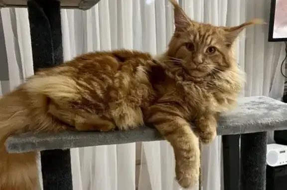 Пропала кошка, Вышний Волочёк, Тверь