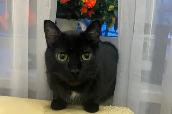 Пропал черный кот, Комсомольск...