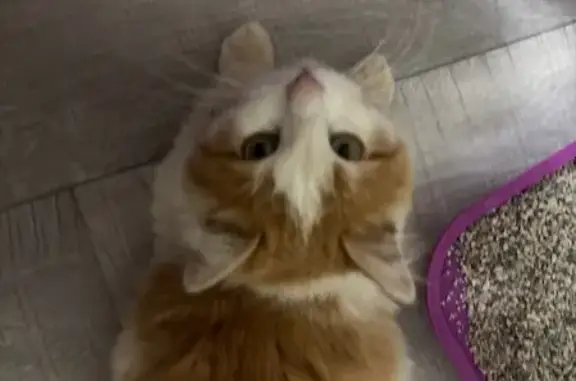 Найдена кошка, , фото: Кошка найдена: Николаевский пр., 43