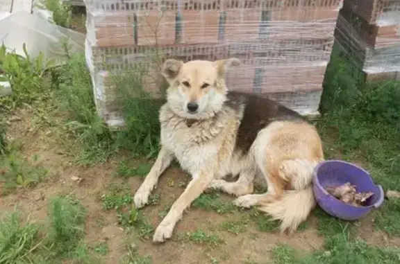 Собаки потеряшки, Орловская область, фото: Потеряшка собака, Снецкая Лука, Орловская обл.