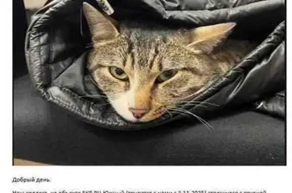 Найдена кошка, Екатеринбург, фото: Найдена кошка, ЕКАД «Восток», Екатеринбург