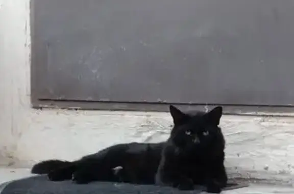 Пропала кошка, Листопадова 151, Ростов-на-Дону