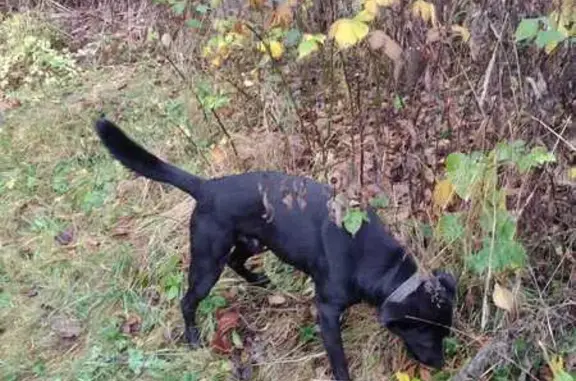 Найдена собака, Московская область, фото: Найдена собака в Лужках, МО