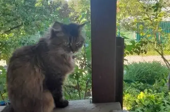Пропала кошка, ул. Меркулова,...