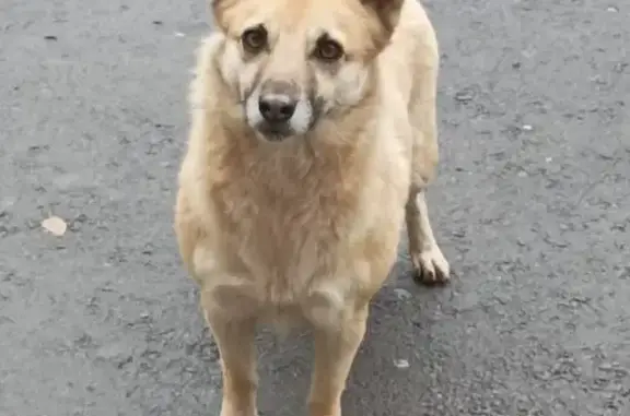 Найдена собака, Волжский, фото: Собака найдена: пр. Ленина, 84А, Волжский