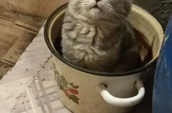 Найдена кошка, Иваново, фото: Найдена ласковая кошка, Иваново
