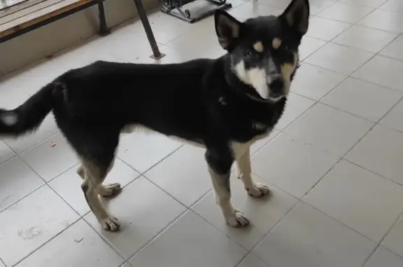 Найдена собака, Пушкино, фото: Собака найдена: Авиационная ул., Пушкино