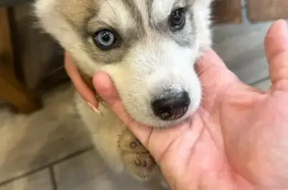 Щенок хаски найден: ул. Кирова, 75, Новокузнецк