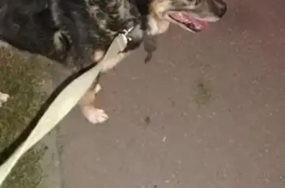 Пропала собака, Одинцово, ул. Маковского, 3