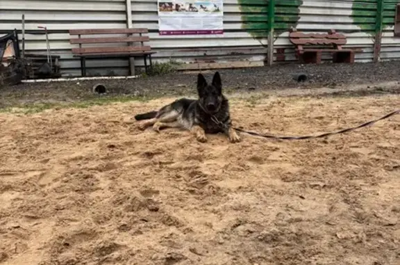 Найдена собака, Москва, фото: Овчарка найдена: Рассветная аллея, ВАО