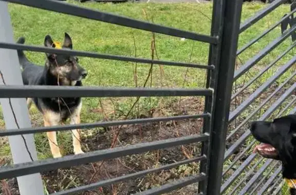 Найдена собака, Москва, фото: Овчарка найдена на Долгопрудной аллее