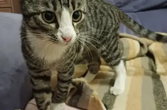 Найдена кошка, Москва, фото: Найдена кошка, МКАД 27 км, Москва