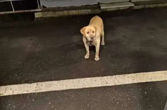 Найдена собака, Московская область, фото: Собака найдена: ст. Сушкинская, МО