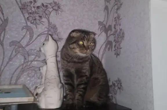 Пропала кошка, ул. Азина 20А, Саратов