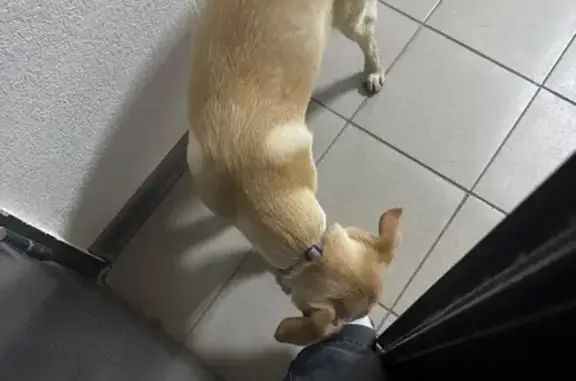 Найдена собака, Московская область, фото: Собака найдена в Щёлково, Краснознаменская