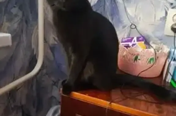 Пропала кошка, Новосибирская у...