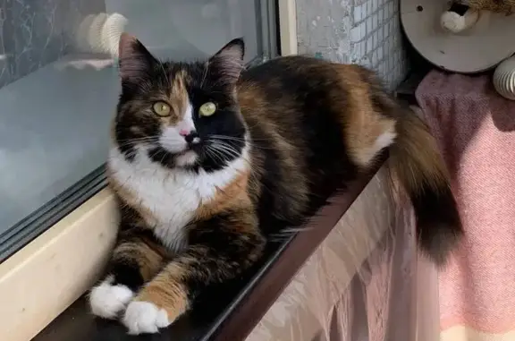 Пропала кошка, Вологда, Волого...