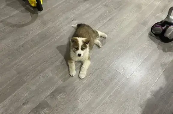 Найдена собака, Сургут, фото: Собака найдена на ул. 30 лет Победы, 74