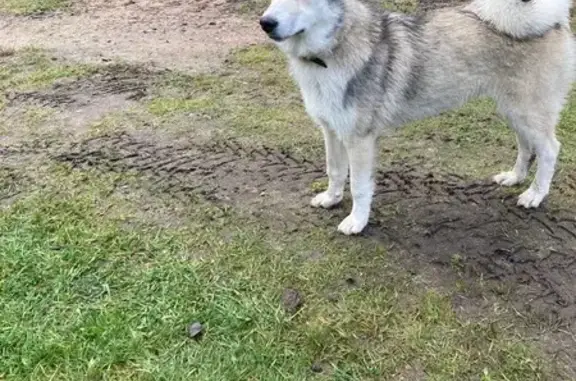 Найдена собака, Гмырино, фото: Собака найдена в Гмырино, Псковская обл.