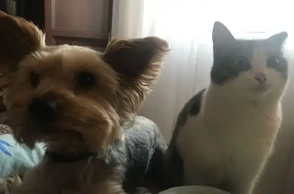 Пропала собака на Восточной, 30, Ижевск